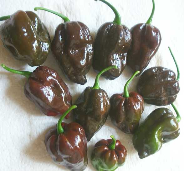 Habanero 
